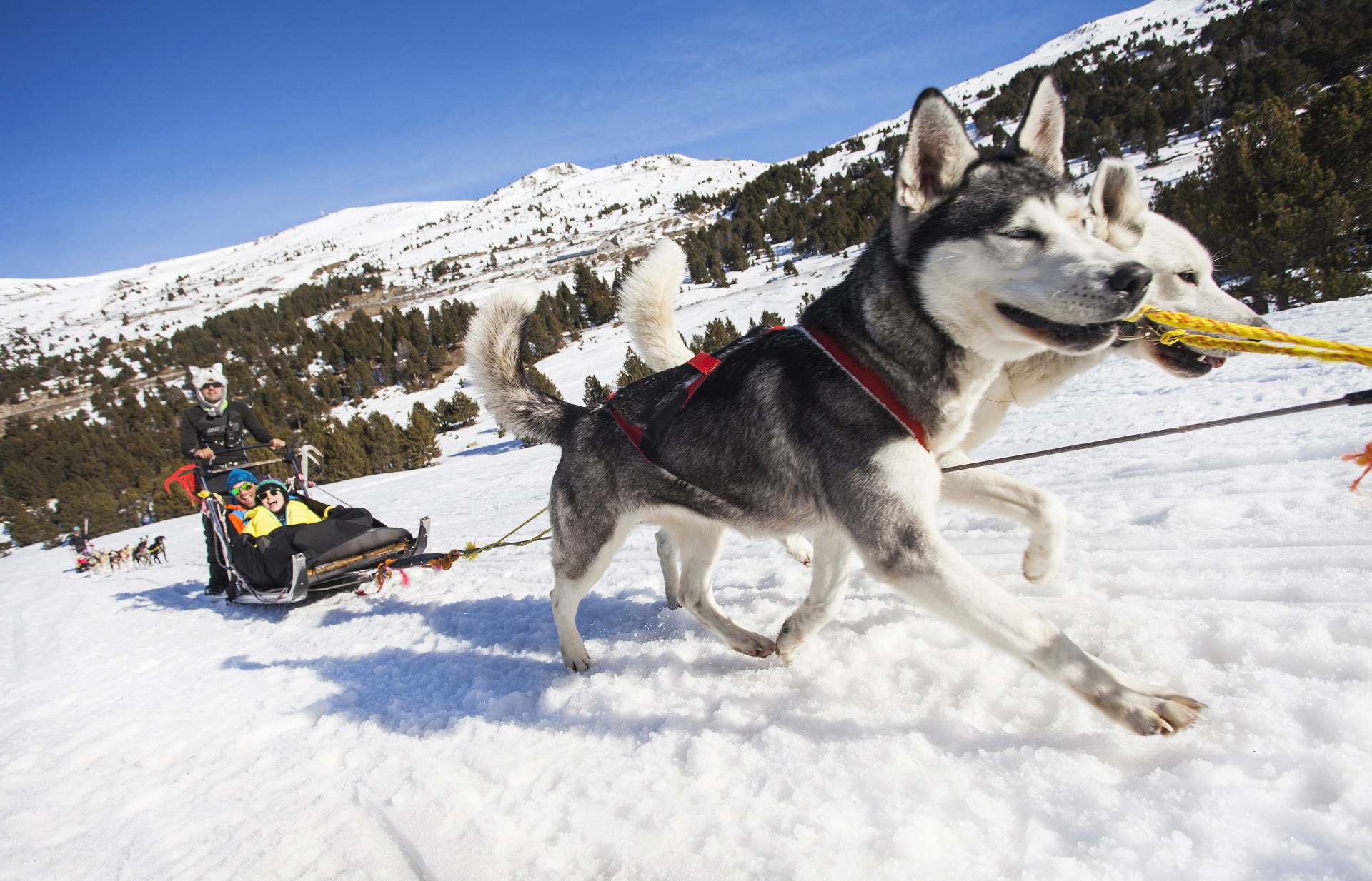 Trineos con perros: los mejores lugares para vivirlo