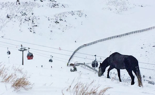 El caballo perdido se quedará en Sierra Nevada